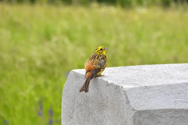 A citromsármány (Emberiza citrinella ()) — Stock Fotó