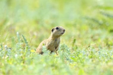 Gopher doğada