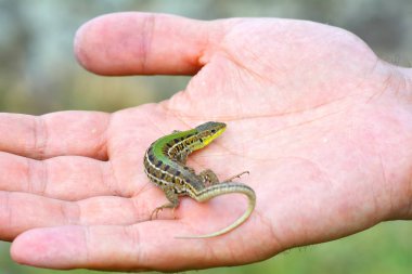 çocuğun elinde kertenkele (Lacerta agilis)