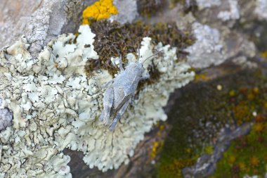 Gri çekirge niteliğine