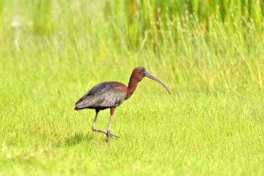 Doğal yaşam alanı içinde parlak Ibis (Plegadis falcinellus)