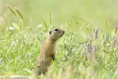 Gopher doğada