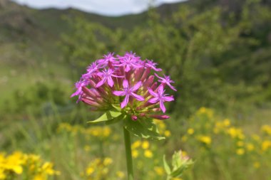 pembe çiçekler (silene compacta)