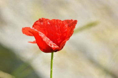 Parlak kırmızı gelincik