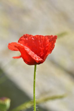 Parlak kırmızı gelincik