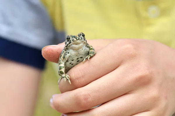 Green toad (Bufo viridis) on boy hand — Stock Photo, Image