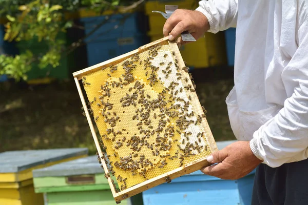 Abelhas de trabalho em colmeia As abelhas convertem néctar em mel e fecham-no no favo de mel. — Fotografia de Stock
