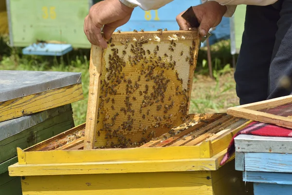 Abelhas de trabalho em colmeia As abelhas convertem néctar em mel e fecham-no no favo de mel. — Fotografia de Stock