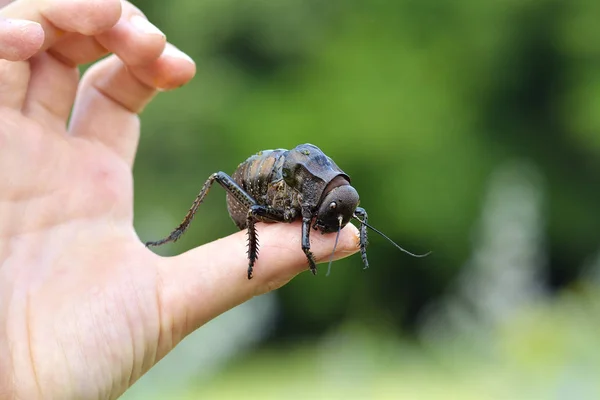 Bradyporus dasypus, biggest cricket on boy finger — Stock Photo, Image