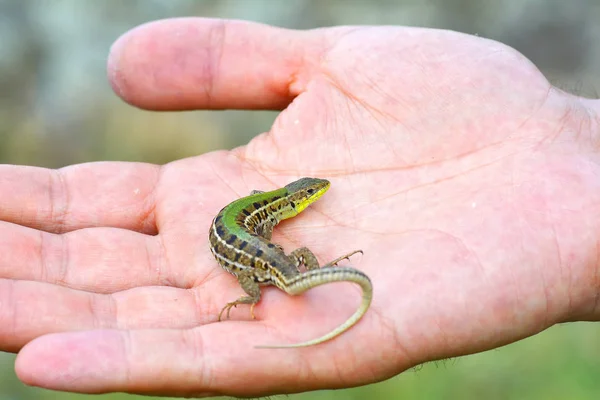 La lagartija (Lacerta agilis) en la mano del niño — Foto de Stock