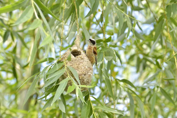 Pendulina de aves Tit en un nido — Foto de Stock