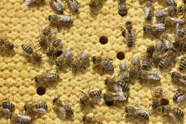 Pracy pszczół w ulu pszczół przekonwertować miód nektar i zamknąć ją w strukturze plastra miodu — Zdjęcie stockowe
