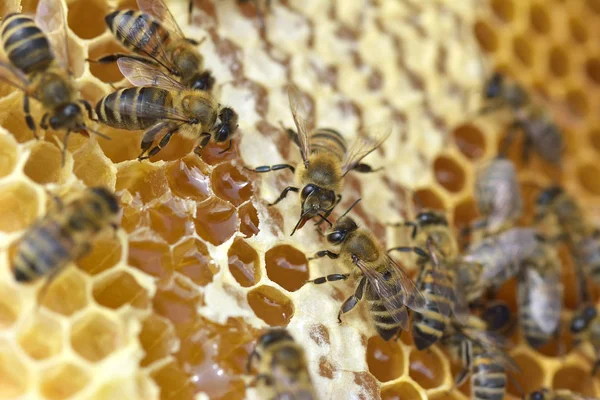 Abelhas de trabalho em colmeia As abelhas convertem néctar em mel e fecham-no no favo de mel. — Fotografia de Stock