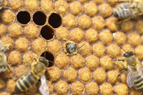 Abelhas de trabalho em colmeia As abelhas convertem néctar em mel e fecham-no no favo de mel. — Fotografia de Stock