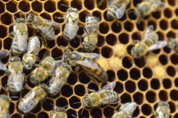 Abelhas de trabalho em colmeia As abelhas convertem néctar em mel e fecham-no no favo de mel. — Fotografia de Stock