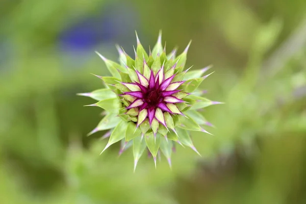 全球菊芋 （cardunculus 变种洋蓟） 是各种物种蓟栽培，作为一种食品，有一朵紫色的花. — 图库照片