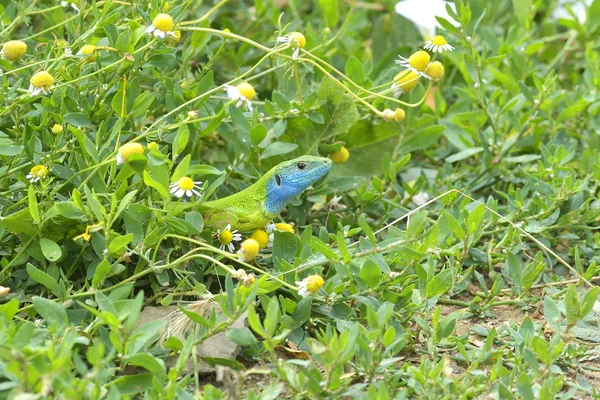 Kadal hijau jantan dewasa yang cantik (lacerta bilineata) di Pegunungan Pyrenees Spanyol . — Stok Foto