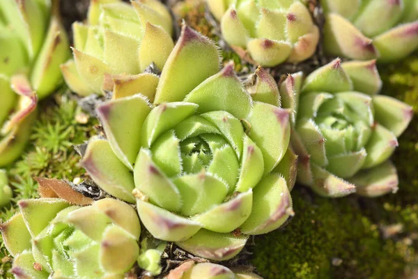 Primo piano di un Echeveria agavoides, l'agave di cera modellata — Foto Stock