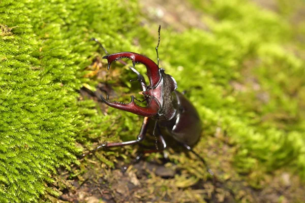 Beetles of Lucanus cervus (Lucanidae) on the tree bark — Stock Photo, Image