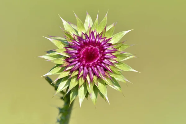 Το globe αγκινάρας (Cynara cardunculus var. scolymus) είναι μια ποικιλία των ειδών των γαϊδουράγκαθο καλλιεργείται ως ένα τρόφιμο που έχει ένα πορφυρό λουλούδι. — Φωτογραφία Αρχείου