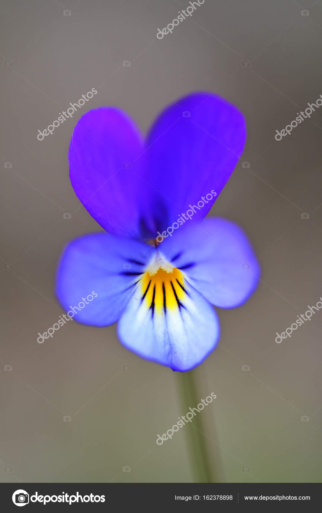Fleur De Pensée Sauvage Viola Tricolor Gros Plan Dune