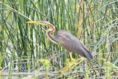 Mor balıkçıl, Ardea purpurea