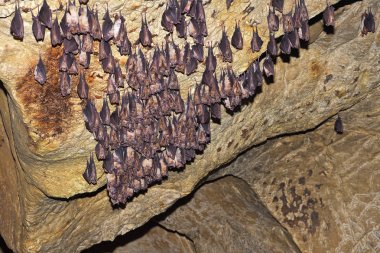 Büyük nalburunlu yarasa (Rhinolophus ferrumequinum)