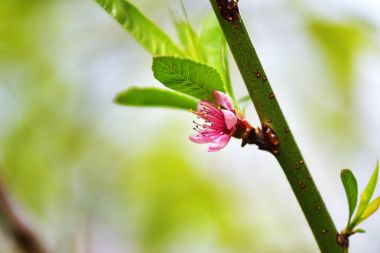 Şeftali, güneşli bir günde açar..