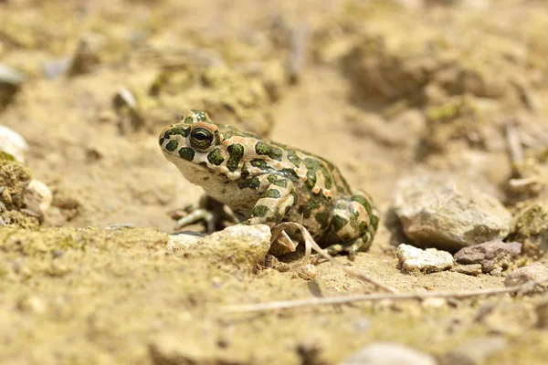Green toad (Bufo viridis) — Stock Photo, Image