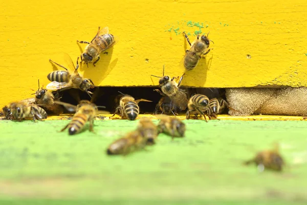 Abelhas de trabalho em colmeia As abelhas convertem néctar em mel e fecham-no no favo de mel. — Fotografia de Stock