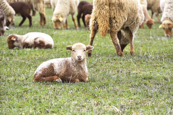 Moutons et agneaux sur une herbe verte — Photo