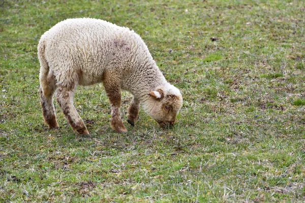 羊和羔羊在绿色的草地上 — 图库照片