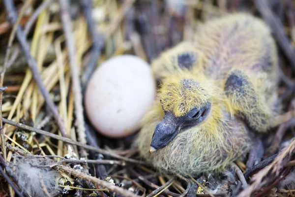 Taubenbaby im Nest — Stockfoto