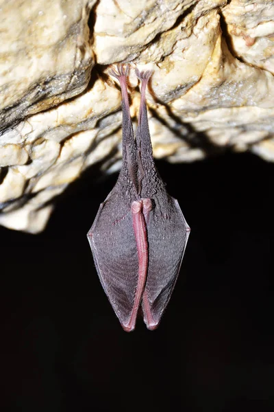 Mayor murciélago herradura (Rhinolophus ferrumequinum ) —  Fotos de Stock