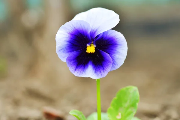 Close-Up Pansy fundo da flor — Fotografia de Stock