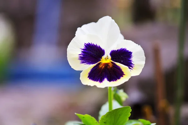 Close-Up Pansy flower background — Stock Photo, Image