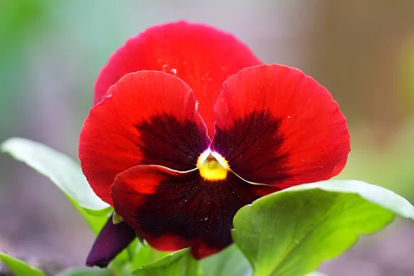 Vermelho escuro flores pansy fundo . — Fotografia de Stock