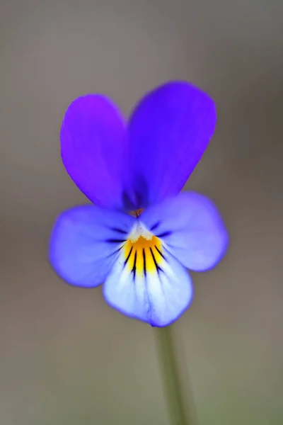 Дикий голубой цветок (Viola tricolor). Крупный план цветка из трехцветного растения Viola, показывающего сосочки (похожие на пальцы) и лепестки . — стоковое фото