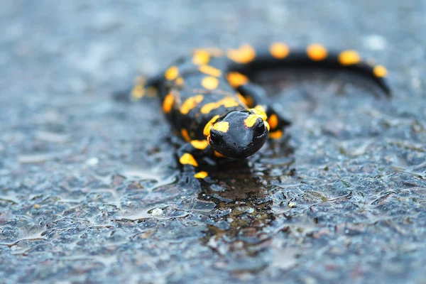 Sebuah salamander kuning hitam berbintik — Stok Foto