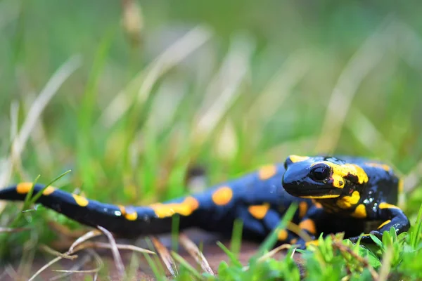 A black yellow spotted fire salamander — Stock Photo, Image