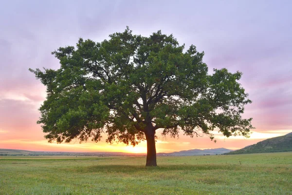 Beautiful and old Oak at the sunset. processed in Nik Color Efex Pro Stock Picture