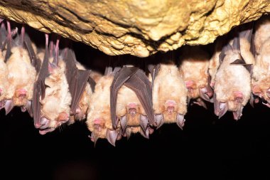 Büyük nalburunlu yarasa (Rhinolophus ferrumequinum)