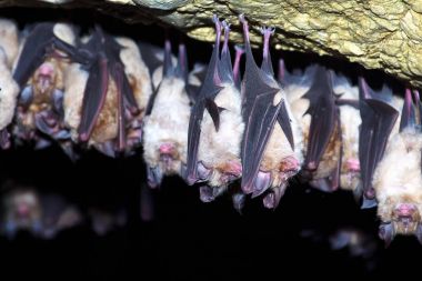 Büyük nalburunlu yarasa (Rhinolophus ferrumequinum)