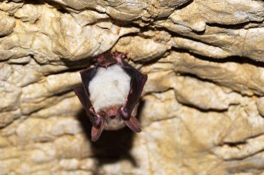 Büyük nalburunlu yarasa (Rhinolophus ferrumequinum)