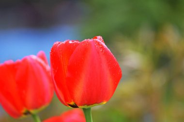 Lale sabah ışık renkli alan. çok güzel Lale bloom ve koku bahar. Renkli Lale Bahçe