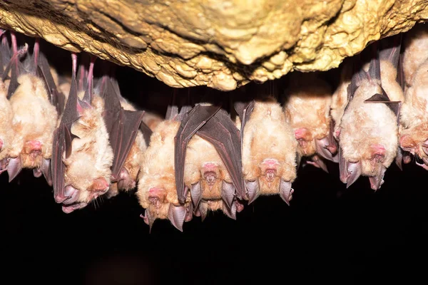 Mayor murciélago herradura (Rhinolophus ferrumequinum ) — Foto de Stock