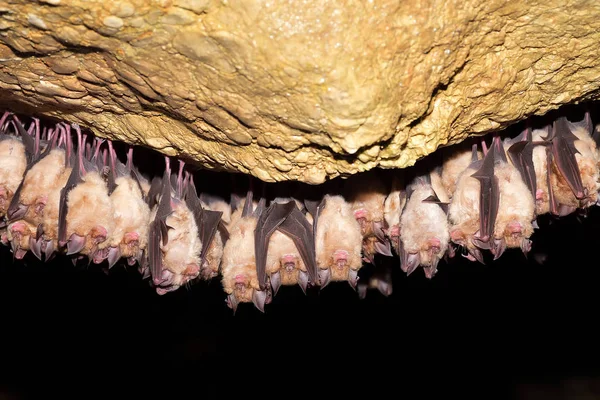 Büyük nalburunlu yarasa (Rhinolophus ferrumequinum)