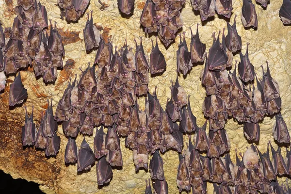 Büyük nalburunlu yarasa (Rhinolophus ferrumequinum)