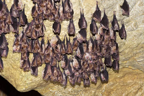 Büyük nalburunlu yarasa (Rhinolophus ferrumequinum)