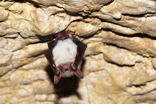 Pipistrello a ferro di cavallo maggiore (Rhinolophus ferrumequinum ) — Foto Stock